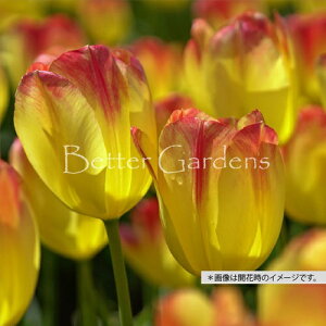 y敪Bzy^14z`[bv 'TLb`[' ynTFgCAtzqTCYF11`12cmr