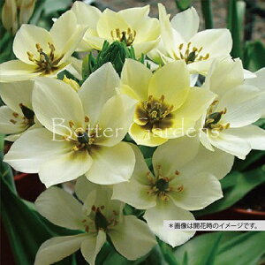 y敪Gzy10.5cm|bg^3AzI[j\KE_rE N[yhENzqTCYF4/+cmrq2025/11/01A낻딭n܂邽ߒA܂A