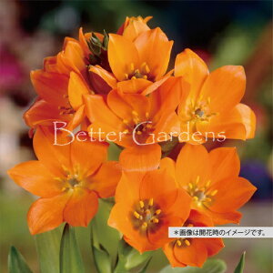 y敪Gzy10.5cm|bg^3AzI[j\KE_rE IWyhENzqTCYF4/+cmrq2025/11/01A낻딭n܂邽ߒA܂A