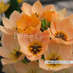 y敪Gzy10.5cm|bg^3AzI[j\KE_rE sNyhENzqTCYF4/+cmrq2025/11/01A낻딭n܂邽ߒA܂AA