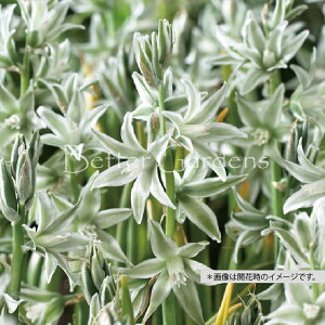 y敪Bzy^18zI[j\KEk^XqTCYF6/+cmr