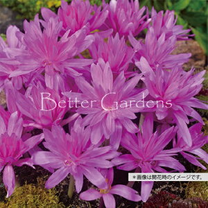 �y�����敪A�z�y10.5cm�|�b�g�^1���A���z�R���`�J���E�I�[�^���i�[�� '�E�H�[�^�[�����['�q�����T�C�Y�F����14/16cm�r�q2025/10/27�A�J�ԏI���A�����n�܂邽�߃|�b�g�ɒ�A���܂����r