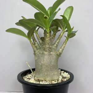 yzAfjEArJ@3.5 򍪐A LE`NgE@R[fbNXAfjE@^C\Rgi @Ii@ϗtA BHMS oY CeAA Adenium arabicum