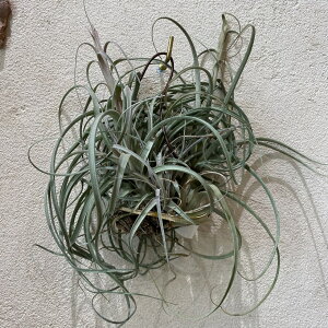 ティランジア ハイジグーツ エアプランツ エアープランツ チランジア レアプランツ 希少 希少植物 希少観葉植物 観葉植物 バムズ 希少価値 インテリア植物 岐阜市観葉植物