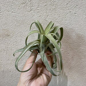 ティランジア ストレプトフィラ エアプランツ ハンギング エアープランツ チランジア レアプランツ 希少 希少植物 希少観葉植物 観葉植物 バムズ 希少価値 インテリア植物 岐阜市観葉植