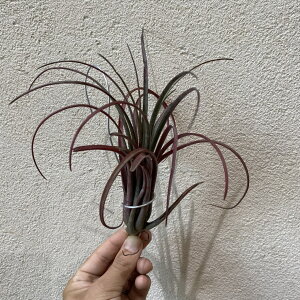 eBWA eBYAEgo[Xg@GAvc nMO@GA[vc `WA Avc  󏭐A 󏭊ϗtA ϗtA oY 󏭉l CeAA 򕌎s