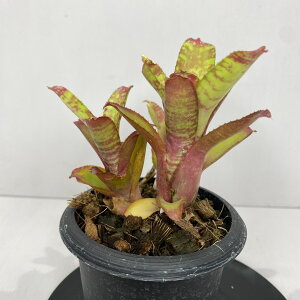 ^NuA lIQA@TN@3@ A 󏭐A 󏭊ϗtA ϗtA oY CeAA 򕌎sϗtA@^CY