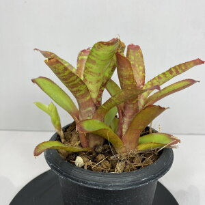 ^NuA lIQA@TN@3@ A 󏭐A 󏭊ϗtA ϗtA oY CeAA 򕌎sϗtA@^CY