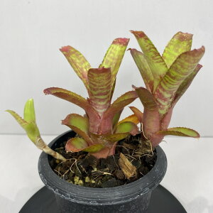 ^NuA lIQA@TN@3@ A 󏭐A 󏭊ϗtA ϗtA oY CeAA 򕌎sϗtA@^CY