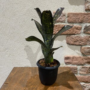 ^NuA@zwxMA@R[@A|JveBbN@N`@3@35cm  A 󏭐A 󏭊ϗtA ϗtA oY CeAA 򕌎sϗtA rx