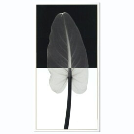 Steven N.Meyers アートフレーム ジェイアイジー(JIG) Calla leaf1(L) ISM14222 【送料無料】