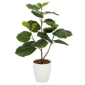 楽天市場 ウンベラータの通販