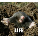 ソニーミュージックマーケティング フジファブリック/LIFE 初回生産限定盤 【CD】