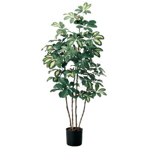 yGg[ōőSz|CgҌb11/27z AXJbASCA COMPANY tFCNO[@xr[VFt@O[ A-50757-051A