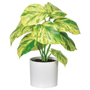 AXJbASCA COMPANY tFCNO[@|gX@N[O[ A-51091-053A