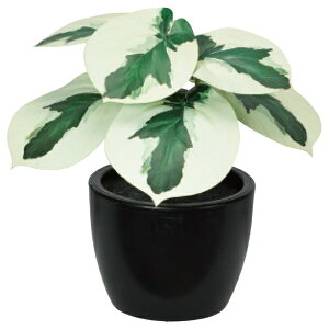 AXJbASCA COMPANY tFCNO[@yy~A@@QCgO| A-51084-051V