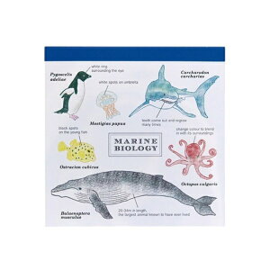 GreenFlashbO[tbV pbhEXNGA STUDY HOLIC(X^fBzbN) Cmw ST-060