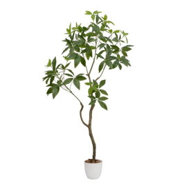 ファミリー・ライフ｜Family-life 光触媒 インテリアグリーン パキラ