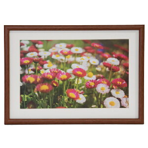 FUJICOLOR�b�t�W�J���[ �ؐ��z��_M21_���C�h6��_�u���E��