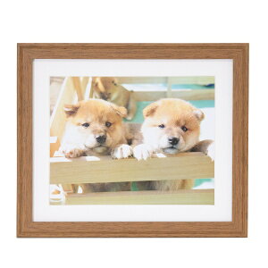 FUJICOLOR�b�t�W�J���[ �ؐ��z��_YM-9_6��_�u���E�� �u���E��