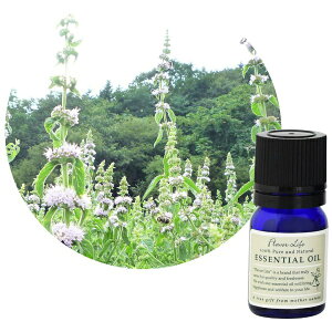 t[o[CtЁbFlavor Life t[o[Ct GbZVIC ׁi͂j3ml