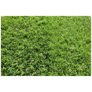 򐻖bKOIZUMISEIMA olH 8cm×10m