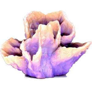 [XCbZENSUI ZEST vJTS M-11 p[vsN