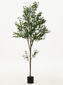 yGg[ōőSz|CgҌb12/11܂Łz sfՁbFuji Boeki tFCNO[ 180cm WCg I[u 41122