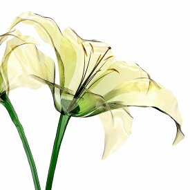在庫処分セール キャンバスアート Petit Canvas Art Lily flower 300x300mm zpt-62067