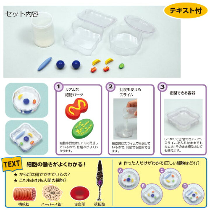 楽天市場 科学シリーズ スライムで作ろう 細胞モデル あす楽対象 メール便不可 生物 模型 夏休み 実験 自由研究ガイドブック 工作キット セット 小学生 学校教材の専門店 美工社