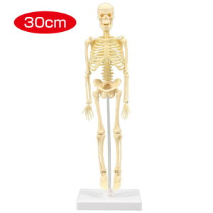l̍i͌^ 30cmi ͌^ Ìn fBJj