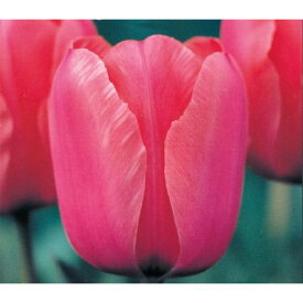 チューリップ 桃(球根)（生物 栽培 栽培キット ベランダ菜園 家庭菜園 ガーデニング）