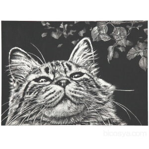 XNb`{[hgȂifUC XNb` zr[ H |  pl  RgXg i l j