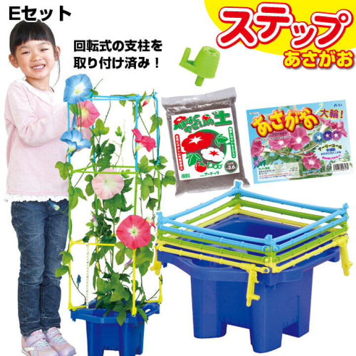楽天市場 ステップあさがお Eセット 朝顔の種つき メール便不可 生物 栽培 朝顔の種 小学校 小学生 幼稚園 保育園 プランター 朝顔栽培セット 学校教材の専門店 美工社