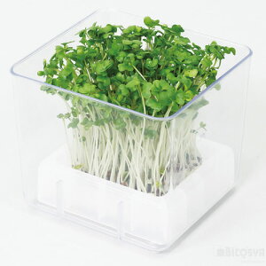 スプラウト栽培キット カイワレダイコン(夏工)(生物 栽培 夏休み 理科 自由研究セット すぐに始められる)