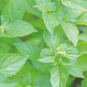 JvZK[f XC[goWiċx R ċx ~x  RZbg HLbg ͔|Zbgj