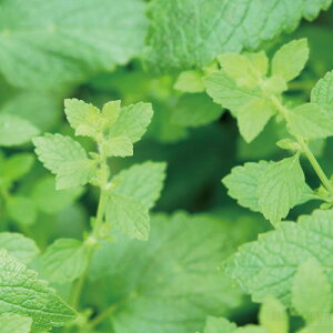 JvZK[f o[iċx R ċx ~x  RZbg HLbg ͔|Zbgj