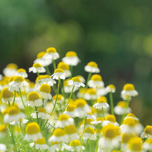 JvZK[f J~[iċx R ċx ~x  RZbg HLbg ͔|Zbgj