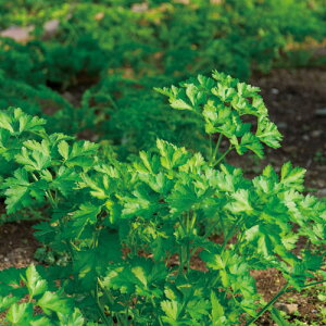 JvZK[f C^ApZiċx R ċx ~x  RZbg HLbg ͔|Zbgj