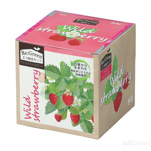 GR͔|Lbg Re:Green ChXgx[iċx R ċx ~x  RZbg HLbg ͔|Zbgj