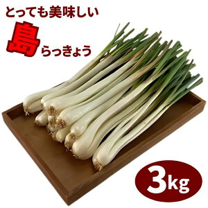 傤 yt   3kg bLE ܂傤 ɍ]  傤 Е Ђ L` || ͔|  c  ӂ邳