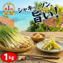 【 楽天1位 3冠達成 】 島らっきょう 1kg 沖縄 伊江島産 氷温育成 鮮度抜群 土付き 湧水育ち 生 島ラッキョウ おつま…