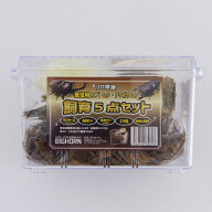 BIGHORN カブトムシ・クワガタムシ飼育セット 5点セット 飼育ケース・昆虫マット・昆虫ゼリー・エサ皿・…