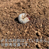 BIGHORN ヘラクレスヘラクレス初2令幼虫 3匹セット グアドループ産 外国産カブトムシ