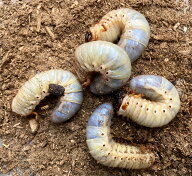 BIGHORN 国産カブトムシ 3令幼虫 10匹セット WILD 自然採取 日本産