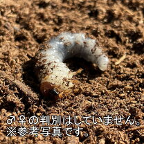 楽天市場】ニジイロクワガタ（種類（昆虫）クワガタ）（生体｜昆虫 