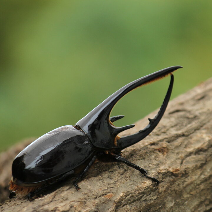 楽天市場】BIGHORN ネプチューンオオカブト成虫ペア 120ミリUP 