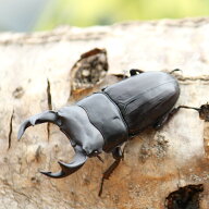 BIGHORN オオクワガタ成虫ペア 津山産 70ミリUP　 真似の出来ない意匠権登録商品 コバエさよなら飼育ケー…