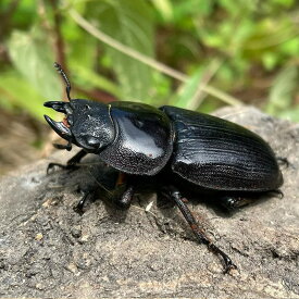 BIGHORN オオクワガタ成虫 メス単品 新成虫 津山産 生体 国産クワガタムシ