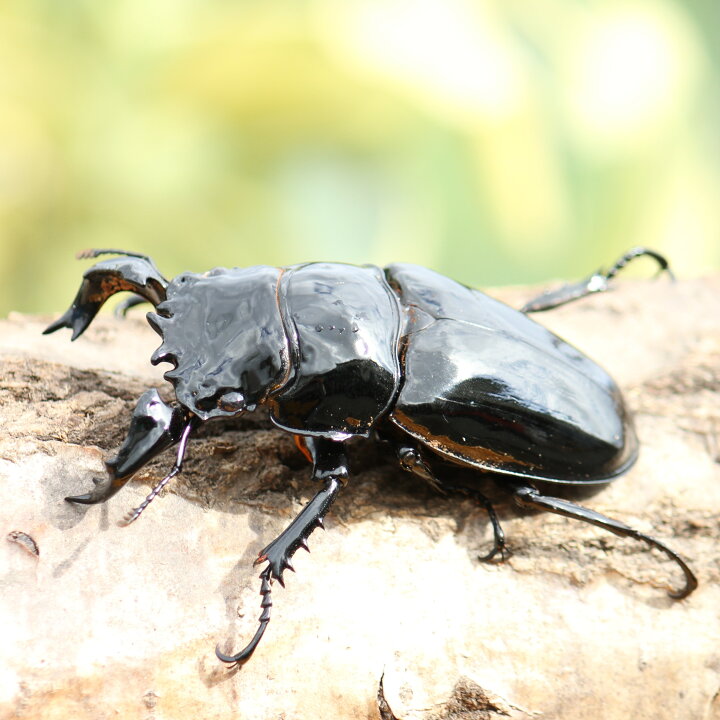 完了】タランドゥスオオツヤクワガタ ペア ♂82㍉♀53㍉